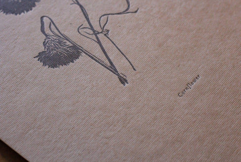 Letterpress Botanical Print - Cornflower - The Hunter Press - Made Scotland