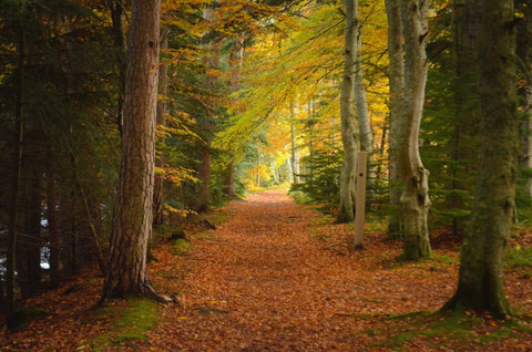 7 OF THE BEST AUTUMN WALKS IN SCOTLAND - Made Scotland