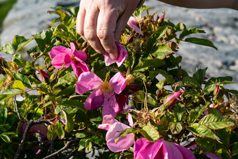 Picking Rosa Rugosa.
