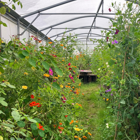 Greenhouse with plants and flowers growing inside.