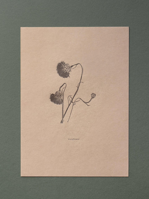 Letterpress Botanical Print Collection