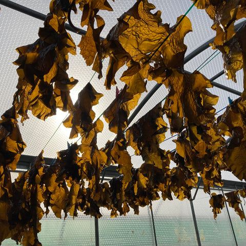 Sugar Kelp  a seaweed drying in the green house one of the ingredients for wild eve