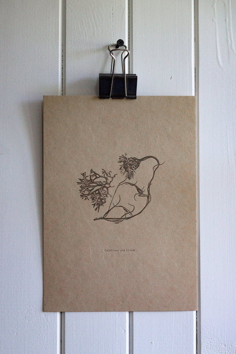 Letterpress Botanical Print - Cornflower and Lichen - The Hunter Press - Made Scotland