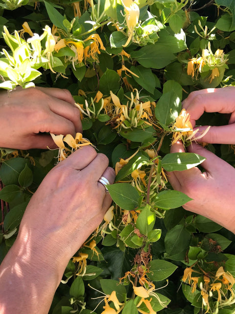 Wild Eve 500ml - A.S Apothecary - Made Scotland