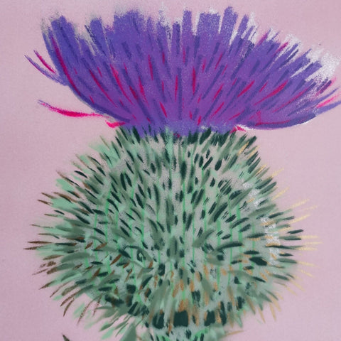 Thistle - Pale Pink - Bell's Galleries - Made Scotland